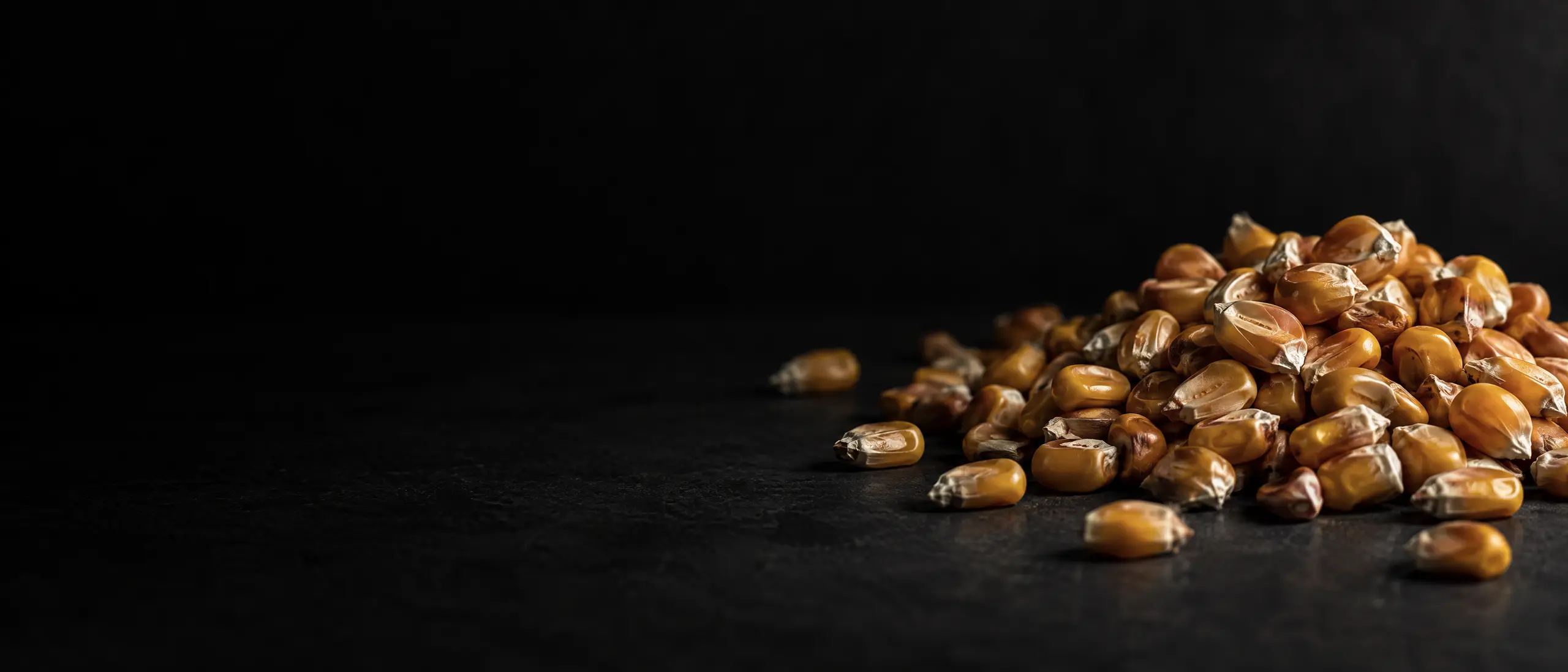 Yellow dent corn kernels on a dark surface
