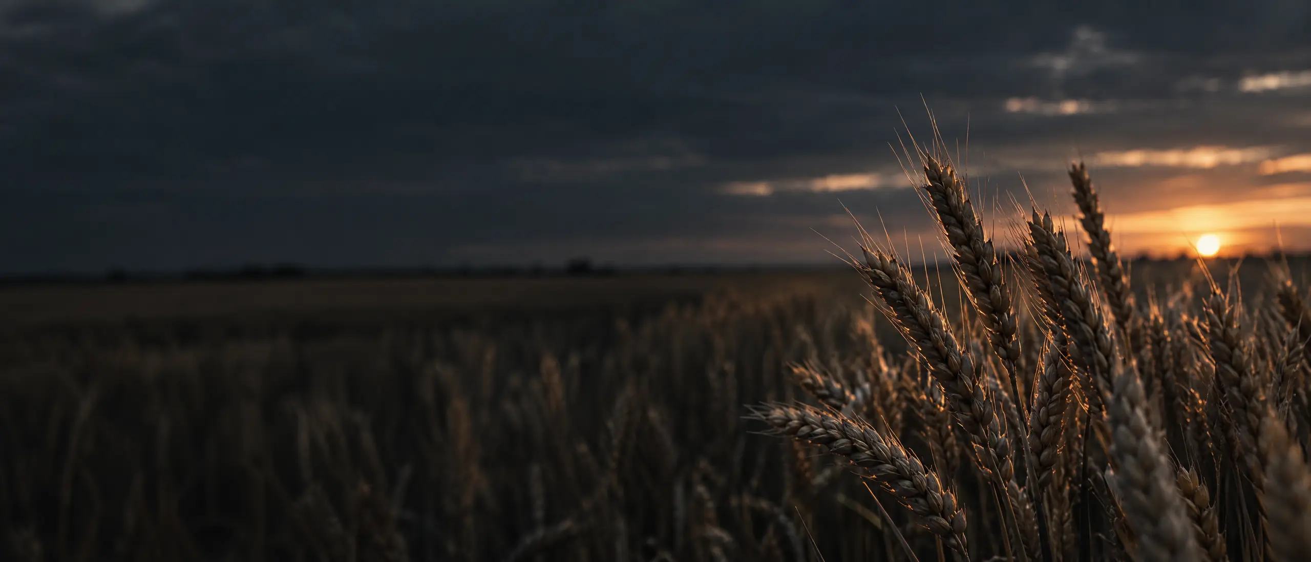 Ripe wheat heads backlit at dusk
